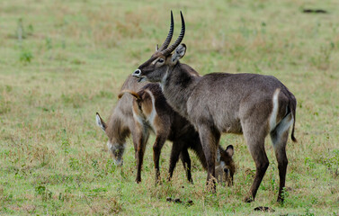 Cobe à croissant, Kobus ellipsiprymnus, Afrique de l'Est
