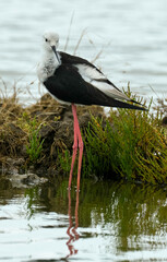 Echasse blanche,  Himantopus himantopus, Black winged Stilt