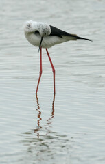 Echasse blanche,  Himantopus himantopus, Black winged Stilt