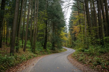 Fototapeta premium Scenic area featuring towering trees, lush greenery, a curvy path, and a shower of autumn leaves
