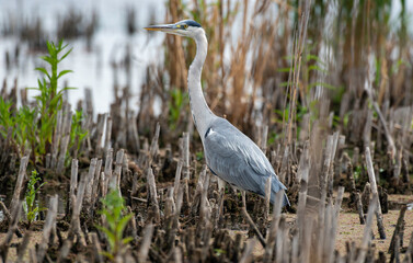Héron cendré, Ardea cinerea, Grey Heron
