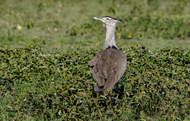 Outarde kori, Ardeotis kori,  Kori Bustard , Parc national du Serengeti, Tanzanie