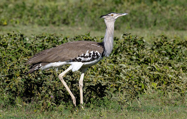Outarde kori, Ardeotis kori,  Kori Bustard , Parc national du Serengeti, Tanzanie