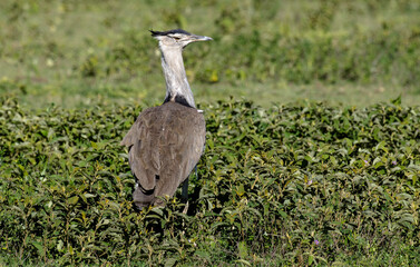 Outarde kori, Ardeotis kori,  Kori Bustard , Parc national du Serengeti, Tanzanie