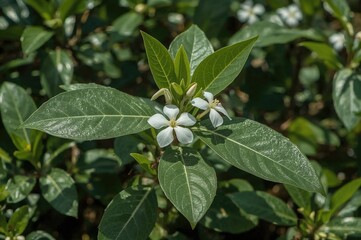 Obraz premium Flower image of Calotropis procera plant found in rural areas