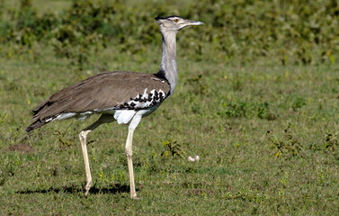 Outarde kori, Ardeotis kori,  Kori Bustard , Parc national du Serengeti, Tanzanie