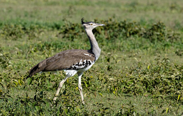 Outarde kori, Ardeotis kori,  Kori Bustard , Parc national du Serengeti, Tanzanie