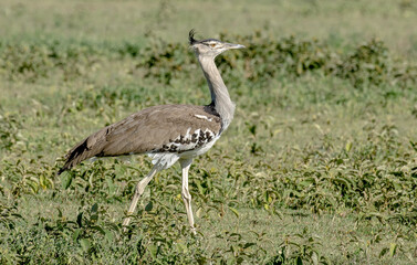 Outarde kori, Ardeotis kori,  Kori Bustard , Parc national du Serengeti, Tanzanie