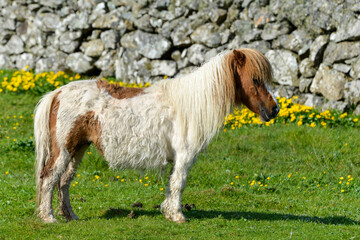 Poney, race Shetland, Equus caballus, Iles Shetland, Grande Bretagne
