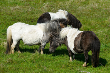 Obraz premium Poney, race Shetland, Equus caballus, Iles Shetland, Grande Bretagne