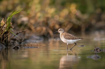 Obraz premium Small wading bird spotted at dawn - Wood Sandpiper (Tringa glareola)