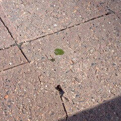 A small patch of green vegetation sprouts between textured paving stones.