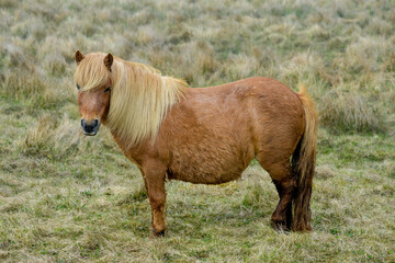 Poney, race Seytland, cheval, Iles Shetland, Ecosse, Grande Bretagne