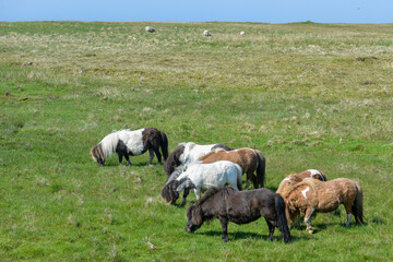 Fototapeta premium Poney, race Shetland, Equus caballus, Iles Shetland, Grande Bretagne