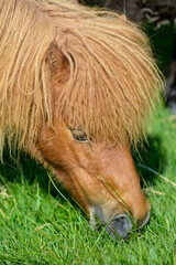 Poney, race Shetland, Equus caballus, Iles Shetland, Grande Bretagne