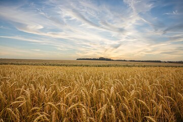 Naklejka premium Scenic view of golden rye crops under a clear summer sky