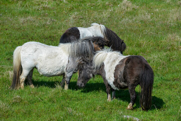 Poney, race Shetland, Equus caballus, Iles Shetland, Grande Bretagne