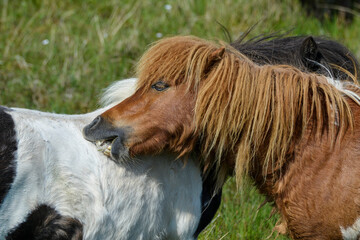 Poney, race Shetland, Equus caballus, Iles Shetland, Grande Bretagne