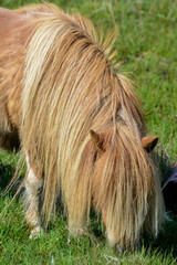 Poney, race Shetland, Equus caballus, Iles Shetland, Grande Bretagne