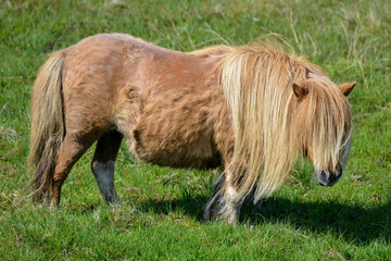 Poney, race Shetland, Equus caballus, Iles Shetland, Grande Bretagne