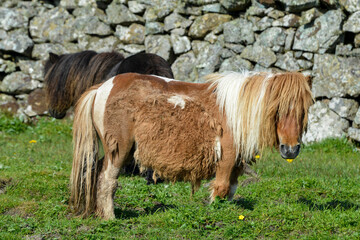 Poney, race Shetland, Equus caballus, Iles Shetland, Grande Bretagne