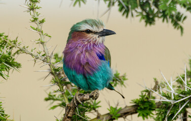 Rollier à longs brins,
Coracias caudatus, Lilac breasted roller, Afrique