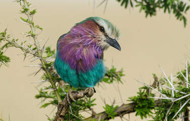 Rollier à longs brins,
Coracias caudatus, Lilac breasted roller, Afrique