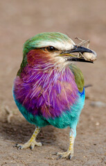 Rollier à longs brins,
Coracias caudatus, Lilac breasted roller, Afrique