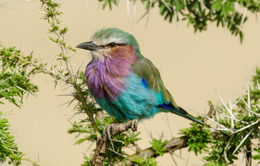 Rollier à longs brins,
Coracias caudatus, Lilac breasted roller, Afrique