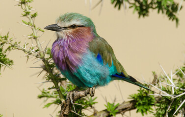 Rollier à longs brins,
Coracias caudatus, Lilac breasted roller, Afrique