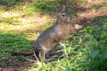 squirrel on the grass