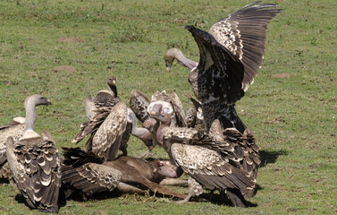 Vautour de Rüppell, Gyps rueppelli, Rüppell's Vulture, Parc national du Serengeti, Tanzanie © JAG IMAGES