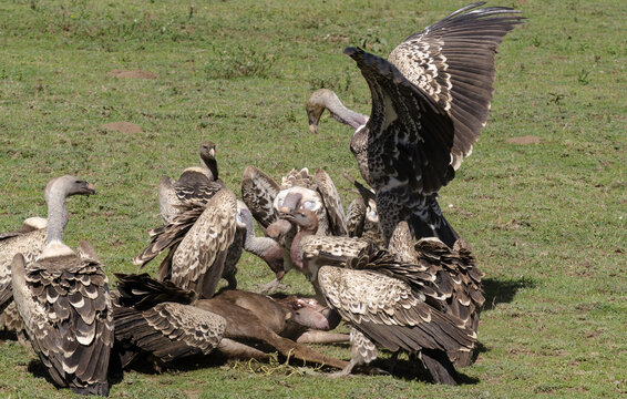 Vautour de R&uuml;ppell,Gyps rueppelli, R&uuml;ppell's Vulture, Parc national du Serengeti, Tanzanie