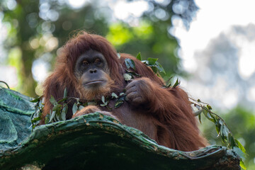 orangutan with a cub in a native habitat.