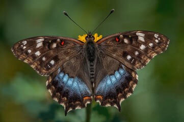 Fototapeta premium Detailed close-up of a stunning butterfly showcasing vibrant blue inner wings contrasted by dark brown outer wings