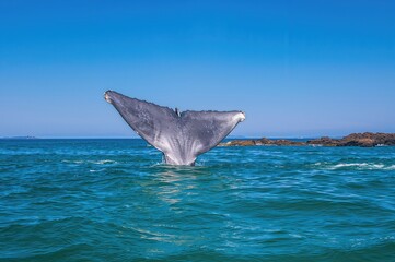 Fototapeta premium Giant Blue Whale spotted while whale watching offshore
