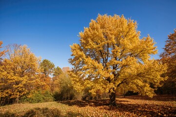 Fototapeta premium Scenic backdrop of golden fall foliage with breezy trees and natural sunlight, ample empty area