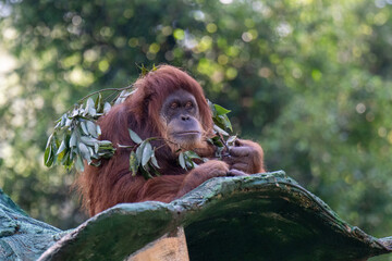 orangutan with a cub in a native habitat.