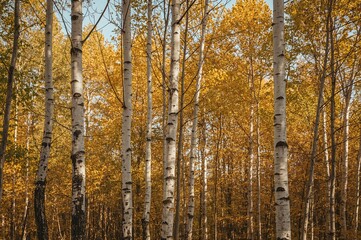 Tall birch trees shedding leaves and turning yellow under bright sunlight