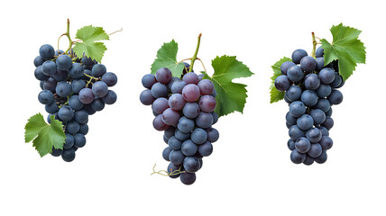 Three bunches of fresh, dark blue grapes with green leaves are arranged side-by-side.