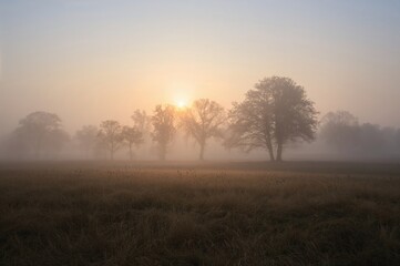 Fototapeta premium Gorgeous mist-covered grassland with tree outlines at dawn in early fall.