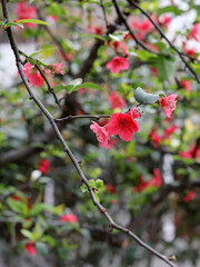 Red crabapple blossoms with attached stems