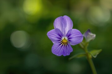 Stunning violet blossom thriving outdoors