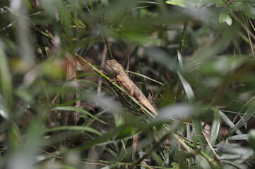 Indian lizzard, Calotes versicolor