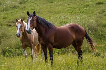 Obraz premium Gorgeous equines basking in lush greenery during warm seasons