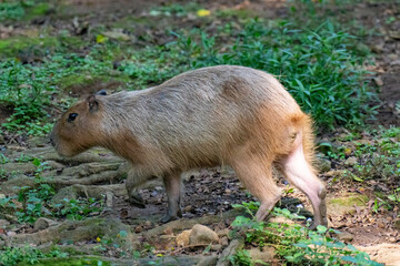 Capybara on the zoo