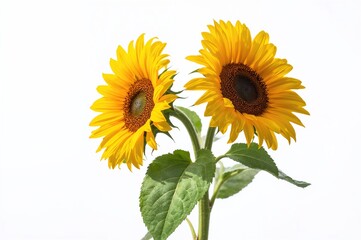 Obraz premium Vivid yellow sunflowers against a plain white backdrop