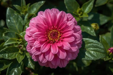 Obraz premium Gorgeous Pink Blossom with Lush Green Foliage