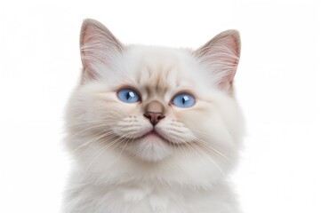 A charming white feline with striking blue eyes and a joyful expression fills the photo, set on a plain white backdrop.
