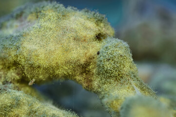 Roots covered with green mold, very close up. Macro photo of fungal mold.